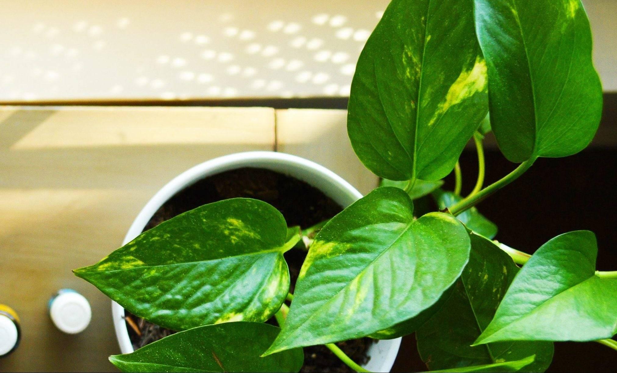How to Deal with Fungus Gnats on Houseplants