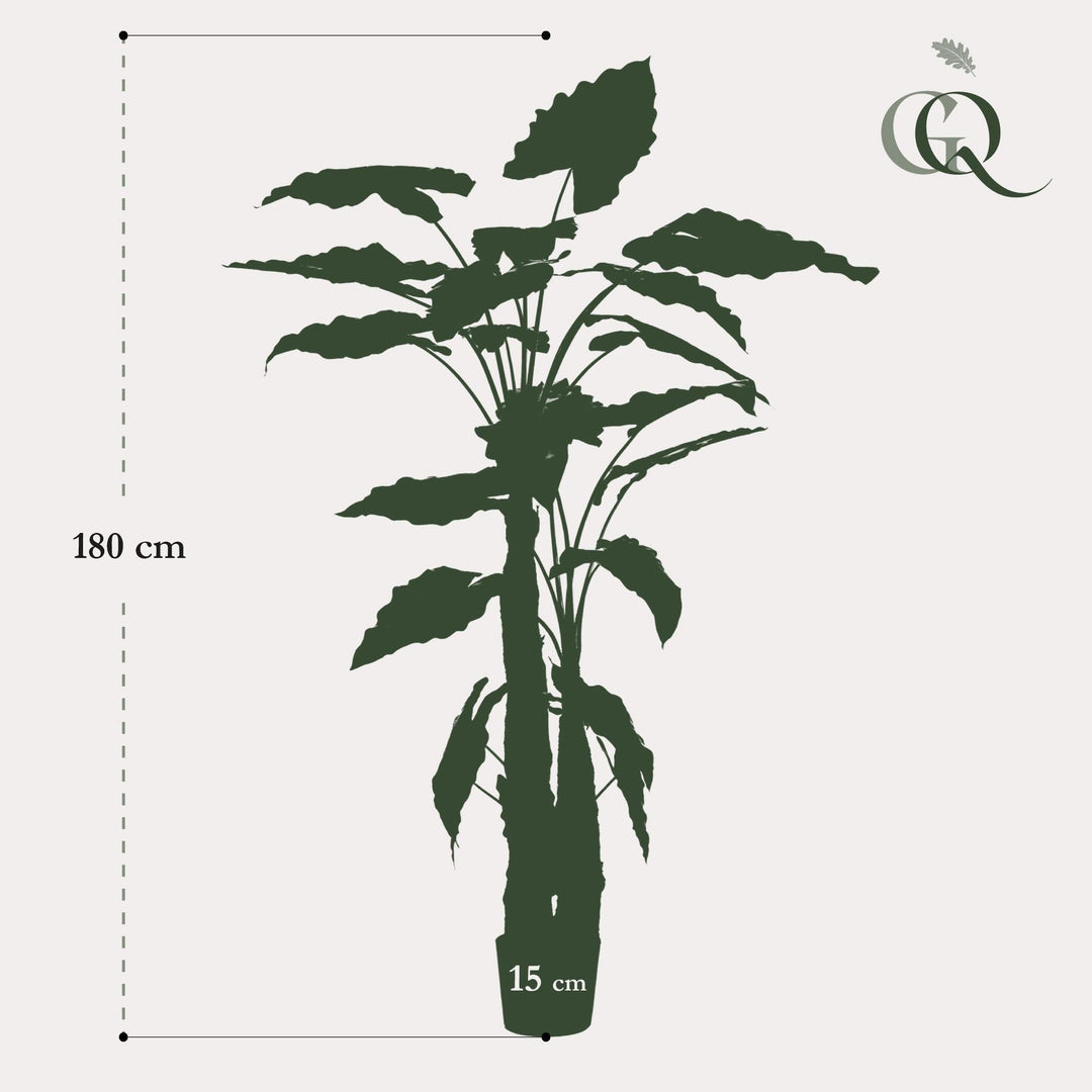 Alocasia - 180 cm - kunstpflanze-Plant-Botanicly