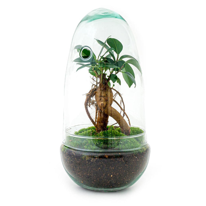 Flaschengarten - Egg Bonsai - ↑ 25 cm-Plant-Botanicly