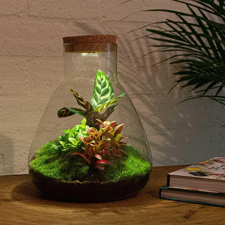 Flaschengarten - Sam Calathea mit Lampe - ↑ 30 cm-Plant-Botanicly