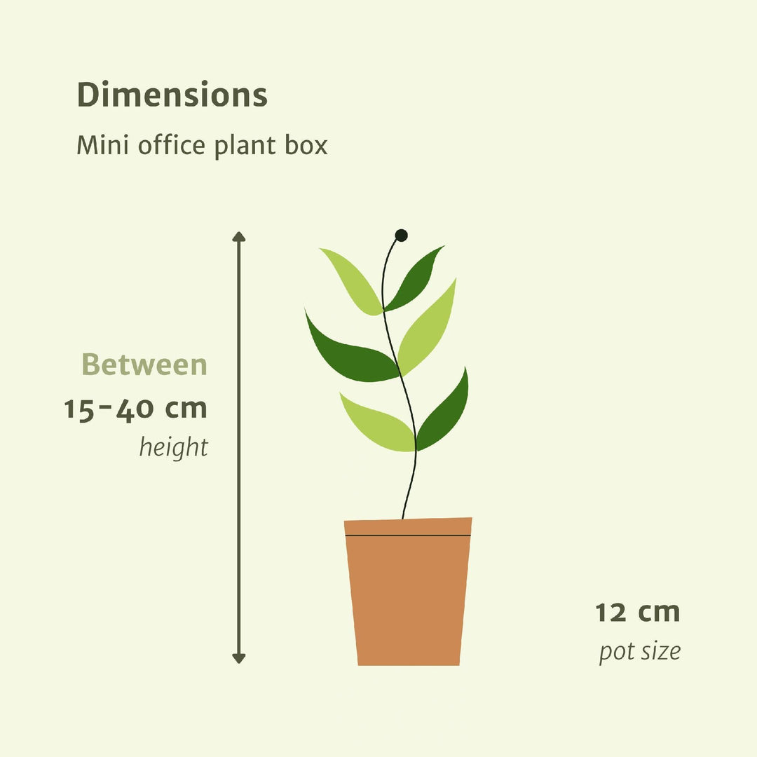 Mini-Büropflanzenkasten - 8 Zimmerpflanzen - Verschiedene Höhen - Ø12-Plant-Botanicly