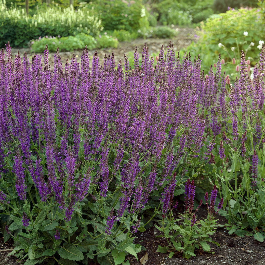 Salvia nem. 'Ostfriesland' P9 10/25  6x