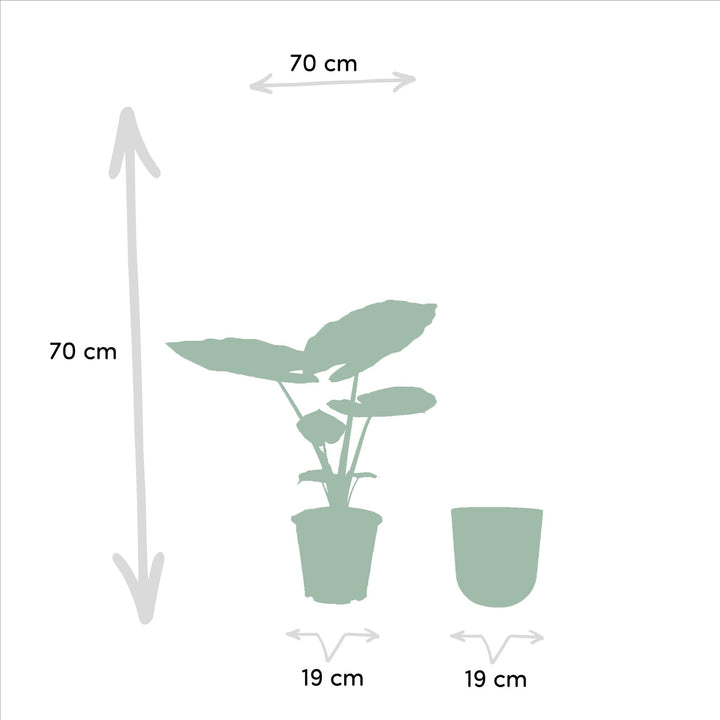 Alocasia Macrorrhiza+ Pot Mayk Lead - ↨70cm - Ø19cm