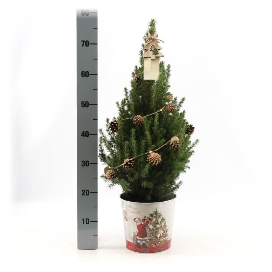 Kleine Kerstboom in Kerstmis sierpot + Dennenappel verlichting inclusief batterijen  - ca. 70 cm hoogte - Picea glauca Conica
