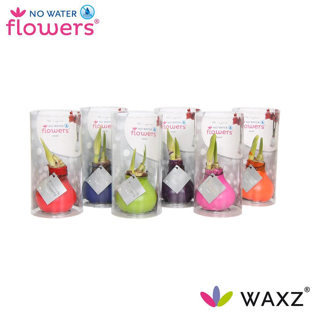 No Water Flowers Waxz Happy Mix in Koker - 6 Stücke - Ø7 cm - ↕15 cm