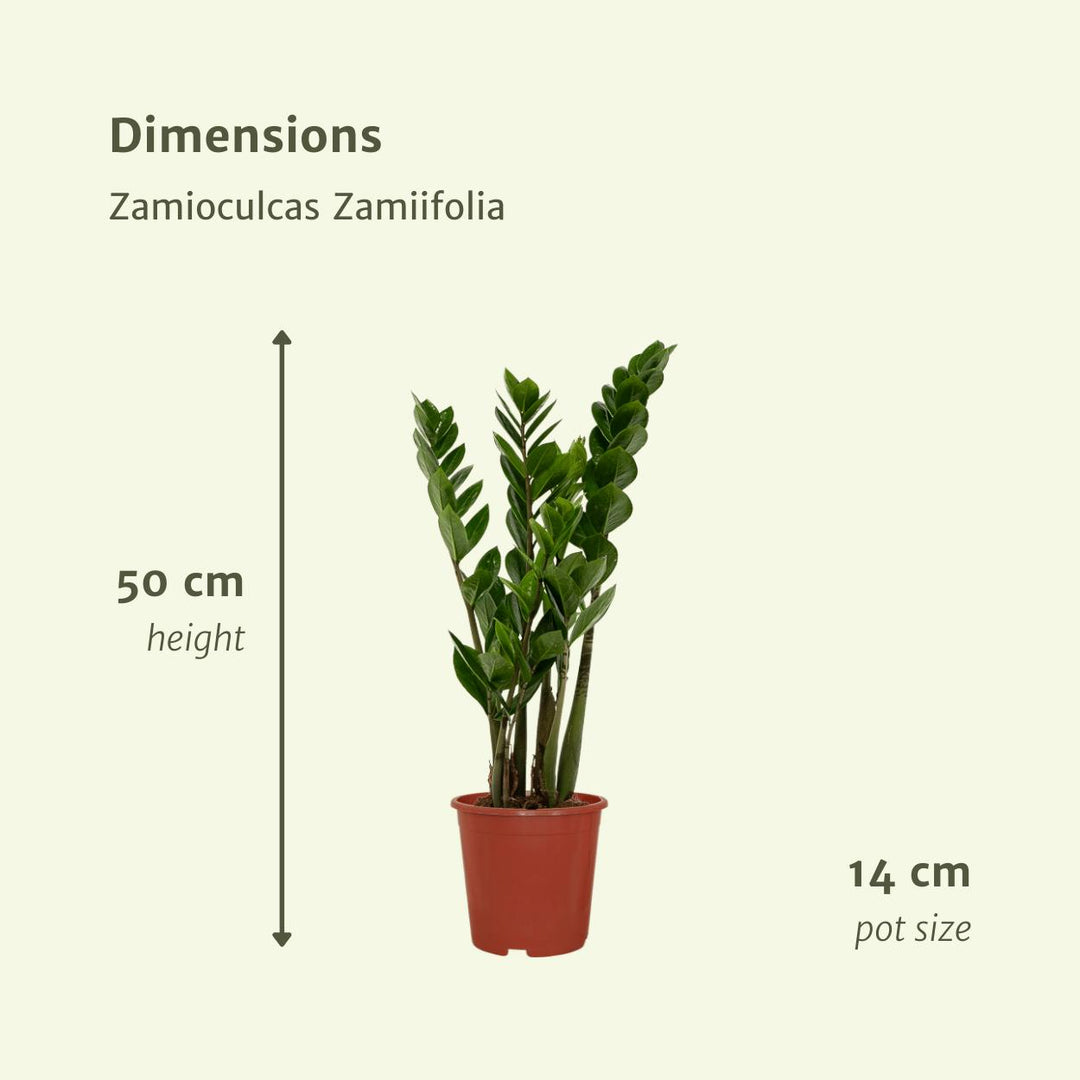 2x Zamioculcas Zamiifolia - Smaragdpalme - 50cm - ø14