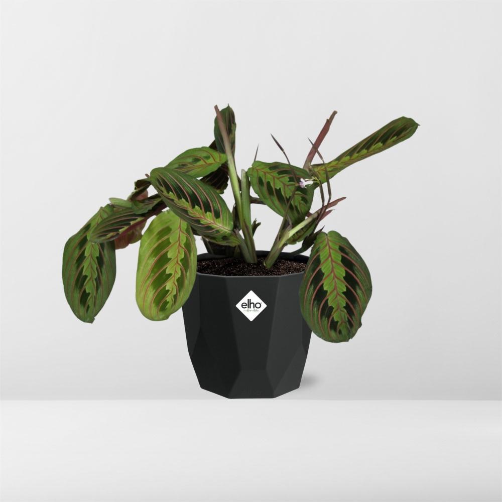 Maranta Leuconeura ‘Fascinator’ Tricolor in 14cm b.for rock living black