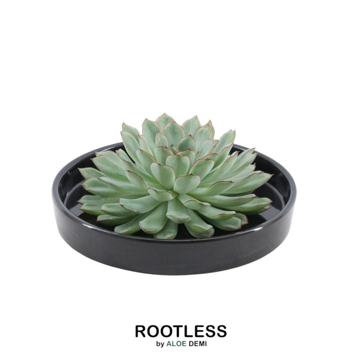 ROOTLESS Succulent Echeveria Pulidonis in Schale 'schwarz' Ø20 cm - ↕5 cm