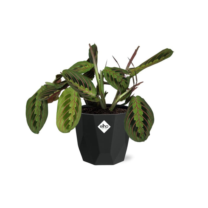 Maranta Leuconeura ‘Fascinator’ Tricolor in 14cm b.for rock living black