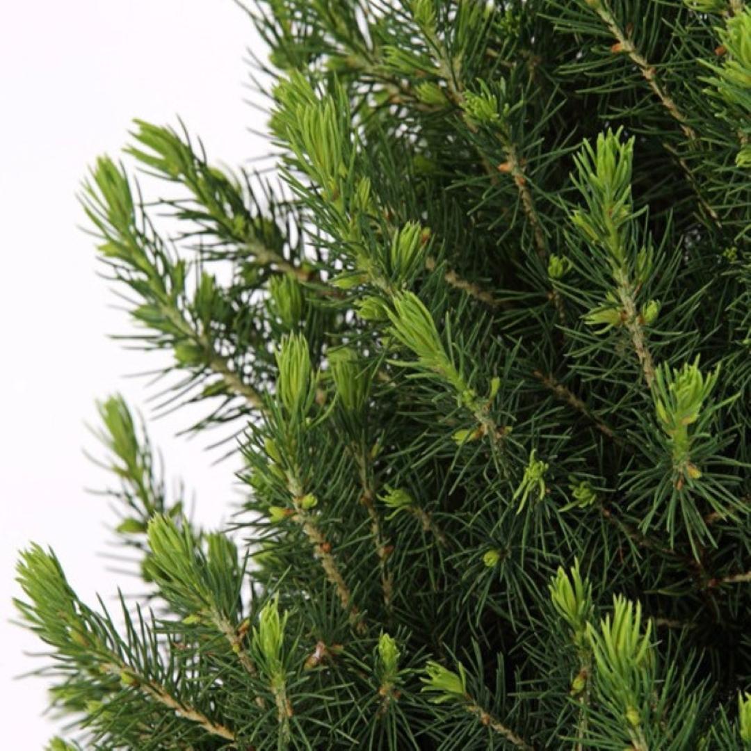 Kleine Kerstboom in Kerstmis sierpot + Dennenappel verlichting inclusief batterijen  - ca. 70 cm hoogte - Picea glauca Conica