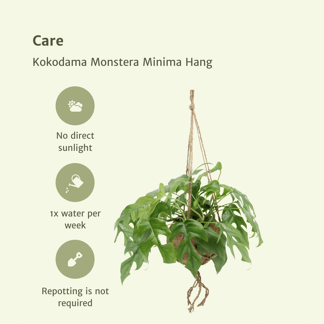 2x Kokodama Monstera Minima Hang - Lochpflanze - 25cm - ø15