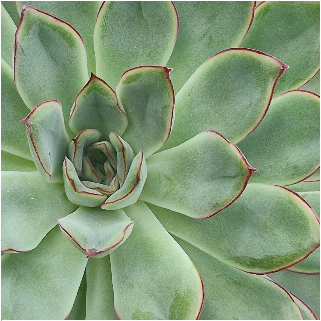 ROOTLESS Succulent Echeveria Pulidonis auf Wanddeko Ring schwarz Ø20 cm - ↕20 cm