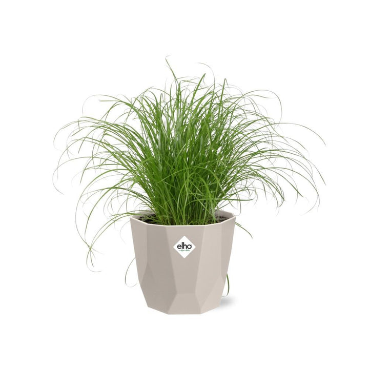 Cyperus Alternifolius Zumula Zonder Etiket in ELHO b.for rock 14 cm warm grey