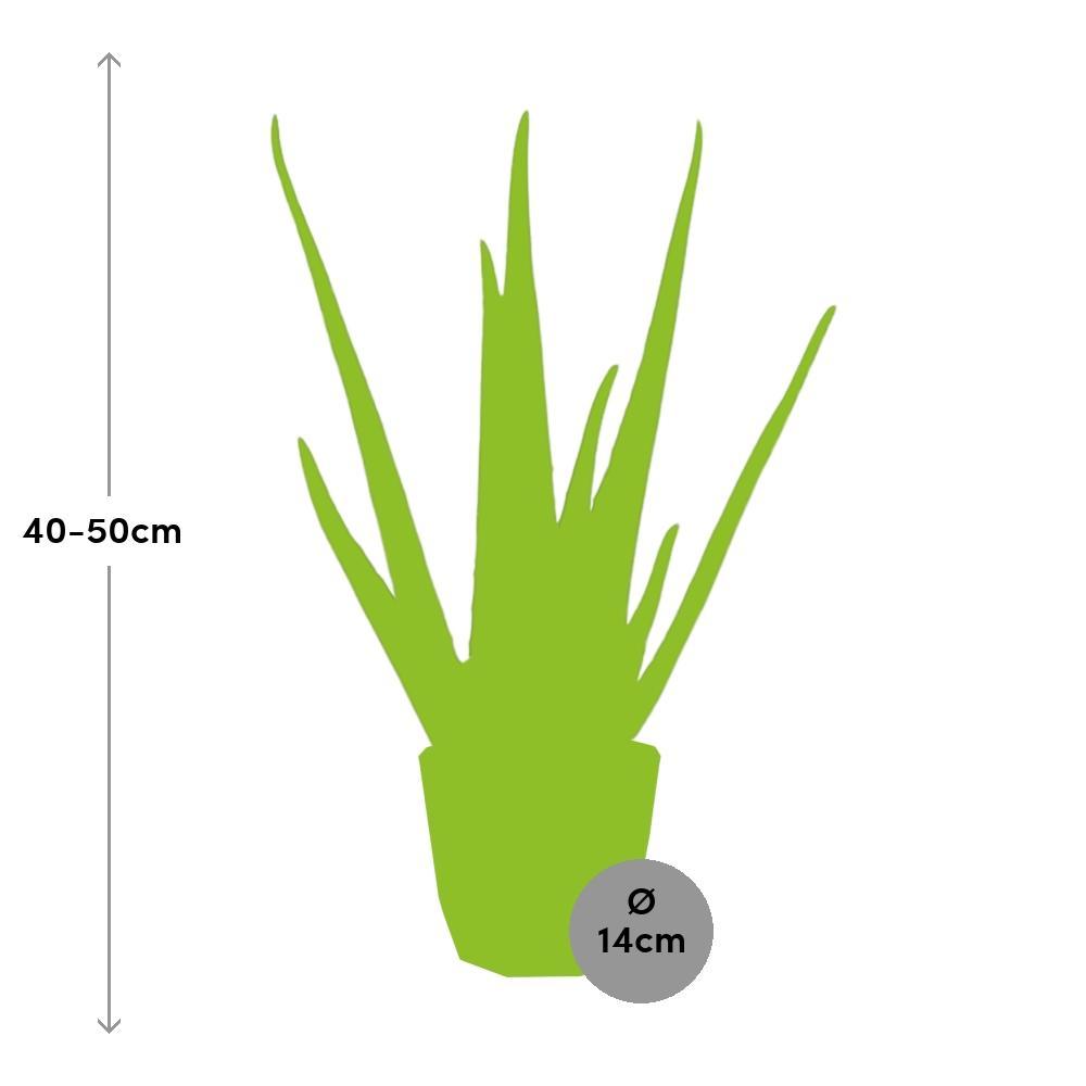 Aloe Vera 12cm in ELHO b.for rock 14 cm warm grey