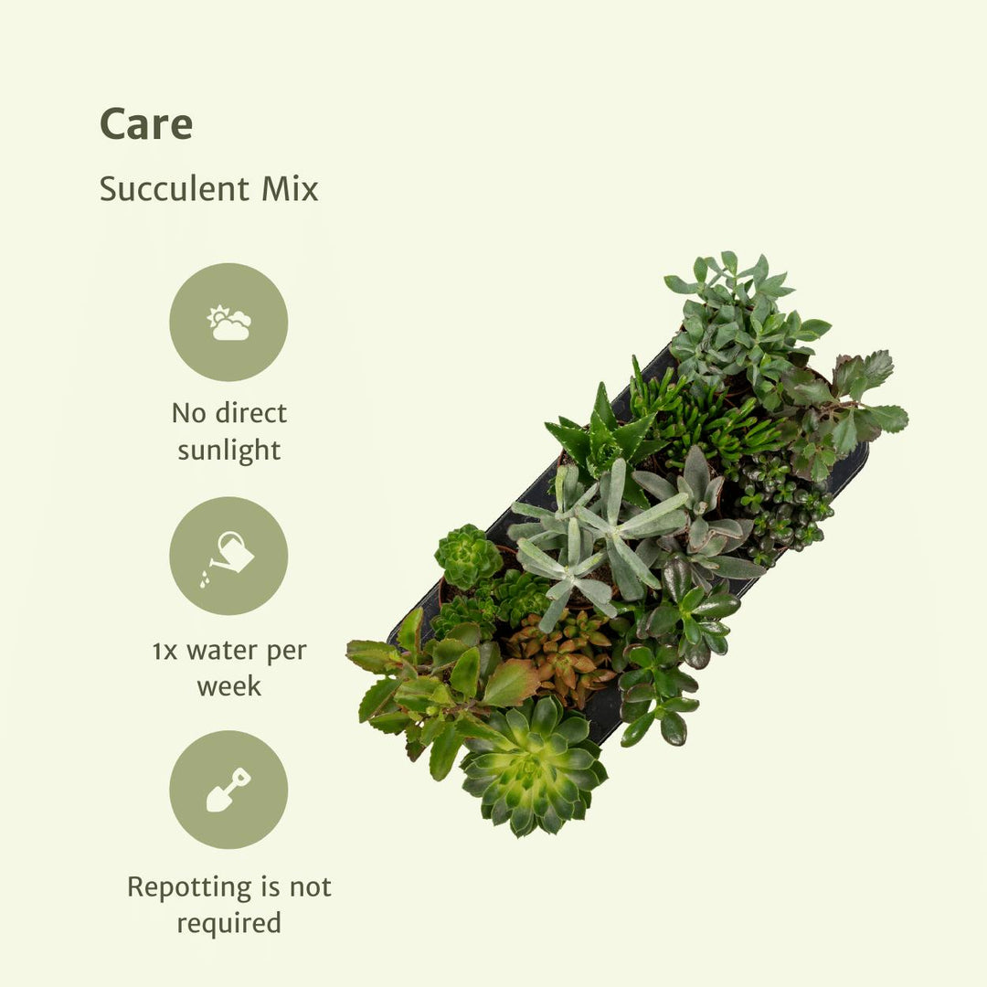 Succulenten Mix - 1 stuk - 12 cm - Ã˜10,5