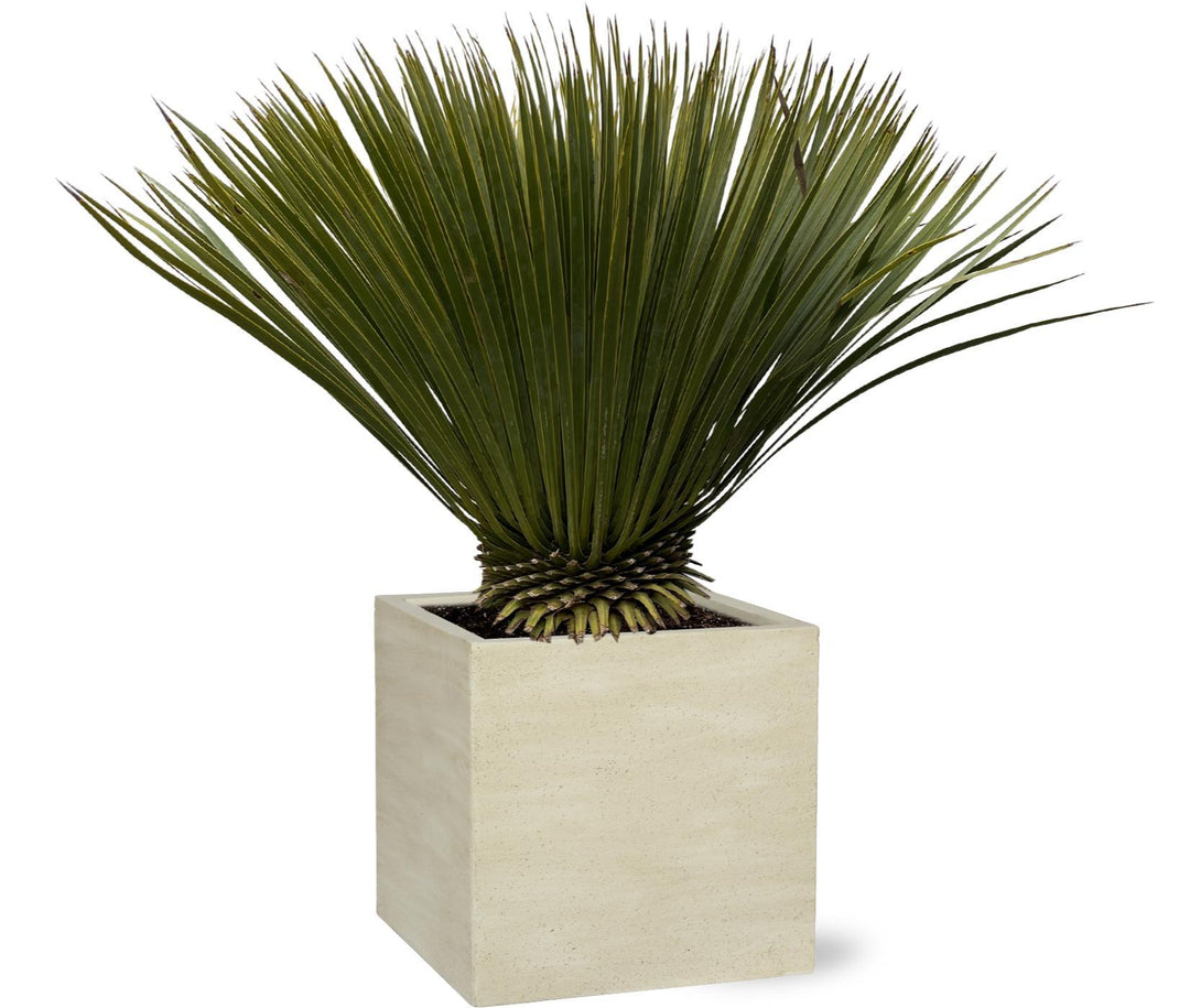 Yucca Rostrata - 90cm- Ø30