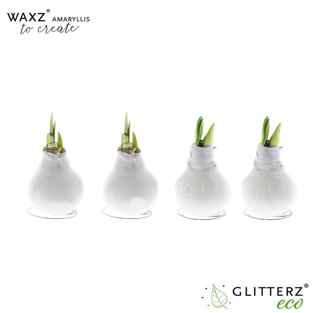 Amaryllis Waxz To Create White - 4 Stücke - Ø7 cm - ↕15 cm