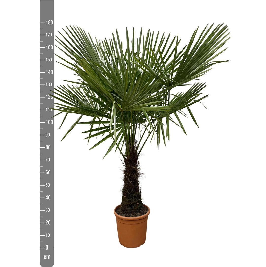Trachycarpus - 180cm- Ø30