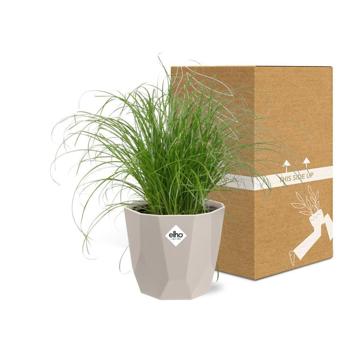 Cyperus Alternifolius Zumula Zonder Etiket in ELHO b.for rock 14 cm warm grey