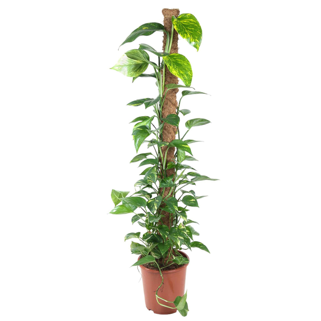 Epipremnum Pinnatum Mosstok - 150 cm - ø27