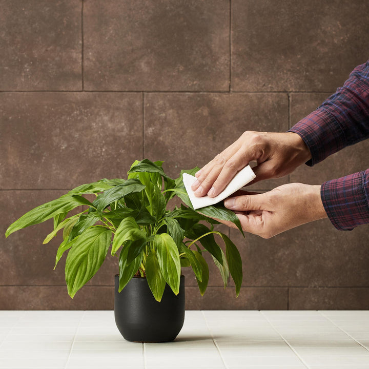 LEAF CLEANSER | NATURAL SOAP FOR PLANTS