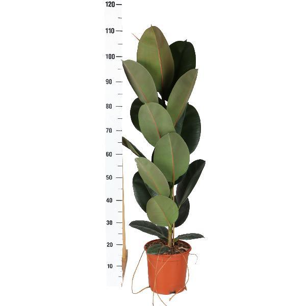 Ficus Elastica Robusta - Ø21cm - ↕90cm in Albury NATURAL mand
