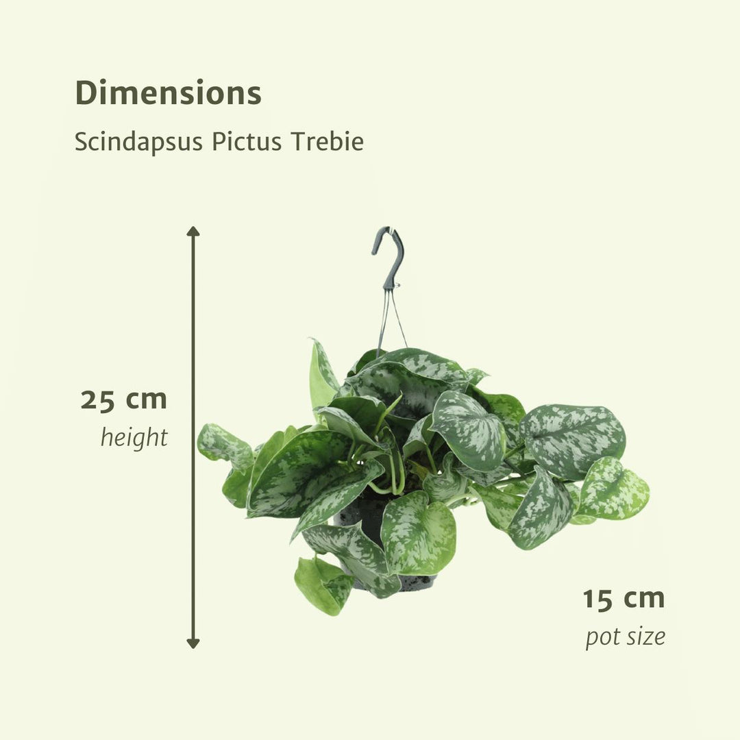 2x Scindapsus Pictus Trebie - Epipremnum - 40cm - ø15